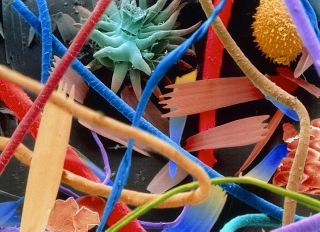 Illustration for article titled Photos of the Amazing and Gruesome World Under a Microscope